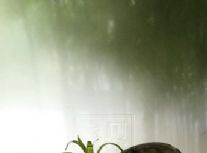 ���ű���Ҿ���Ʒ_(ͼ53)