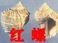 红螺加盟