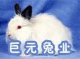 巨元加盟